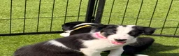 Border Collie dogs for sale: Border collie puppies  - Advert 3