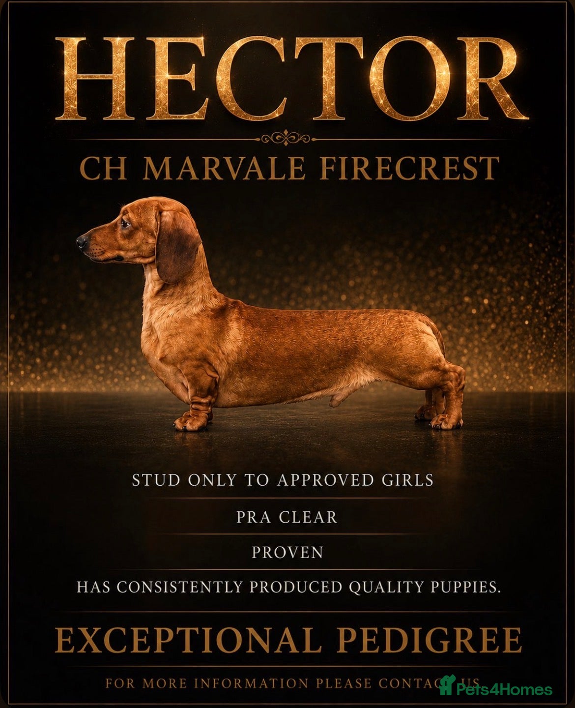 Miniature Dachshund dogs Top winning champion  - Advert 1