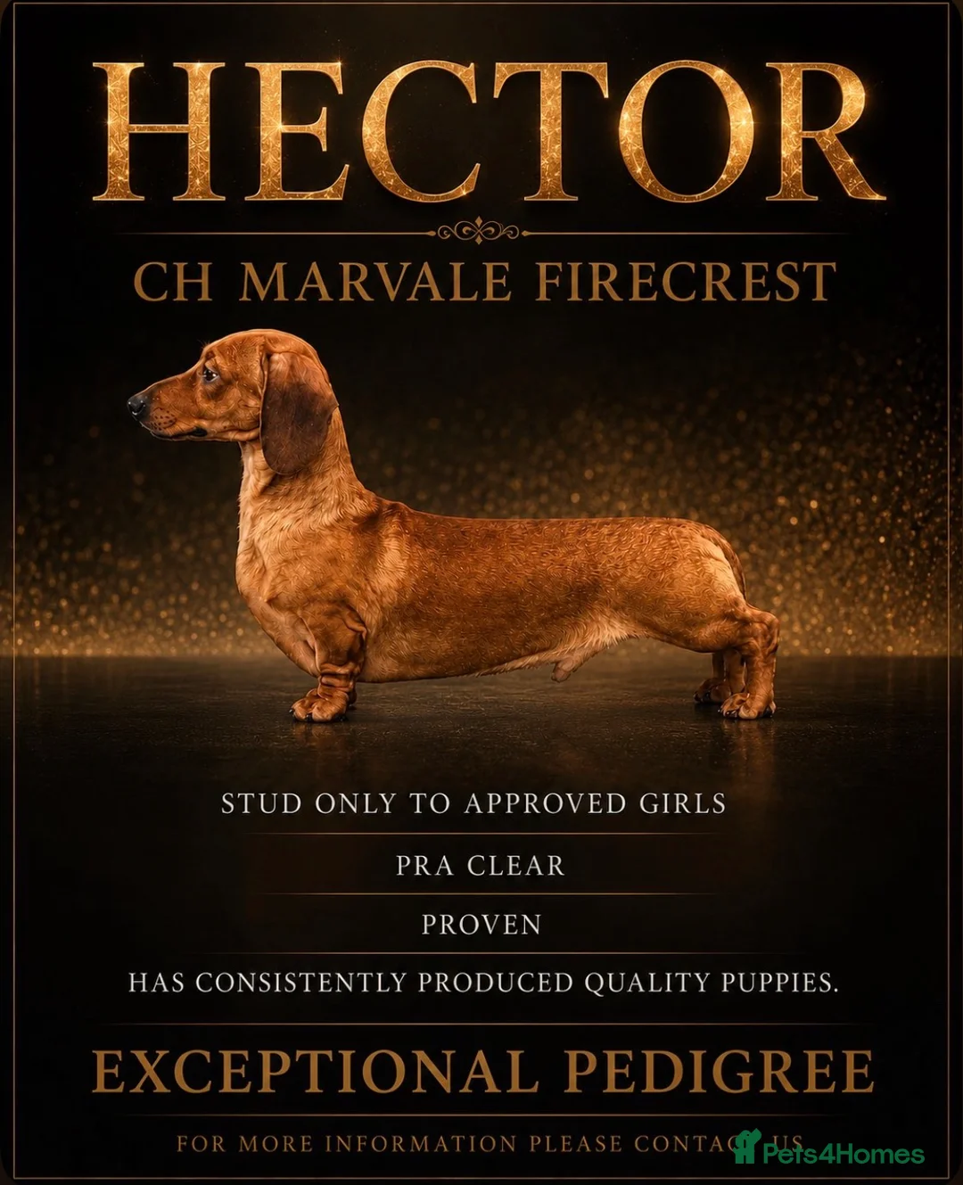 Miniature Dachshund dogs for stud: Top winning champion  - Advert 1