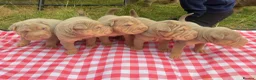 Shar Pei dogs for sale: KC REGISTERED RARE LILAC TAN SHAR-PEI - Advert 30