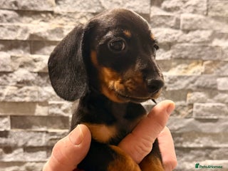 Miniature Dachshund dogs READY TO LEAVE- MINI SMOOTH GIRL - Advert 5