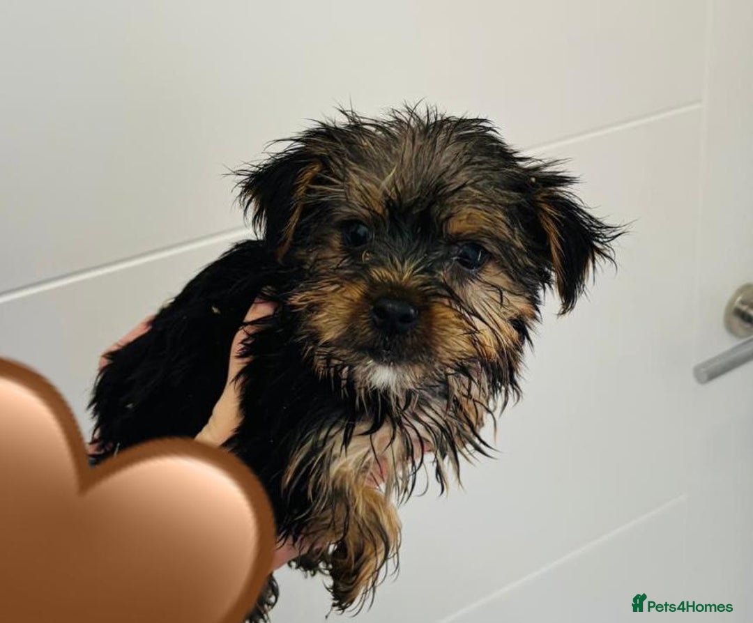 Yorkshire Terrier dogs for sale: Coloured Yorkshire Terrier Puppies  - Image 5