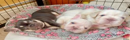 French Bulldog dogs for sale: Fluffy French Bulldog Puppies - Advert 23