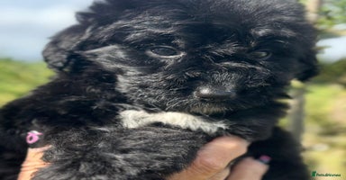 Bernedoodle dogs - Advert 2