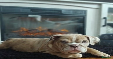 English Bulldog dogs - Advert 4