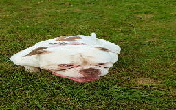 American Bulldog dogs for sale: American bull dog Gem - Image 1