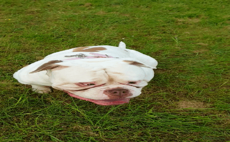 American Bulldog dogs - Advert 2