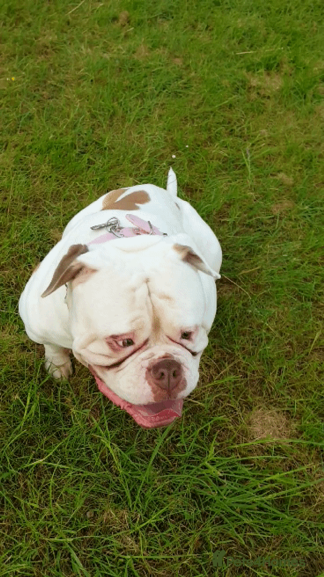American Bulldog dogs for sale: American bull dog Gem - Image 1
