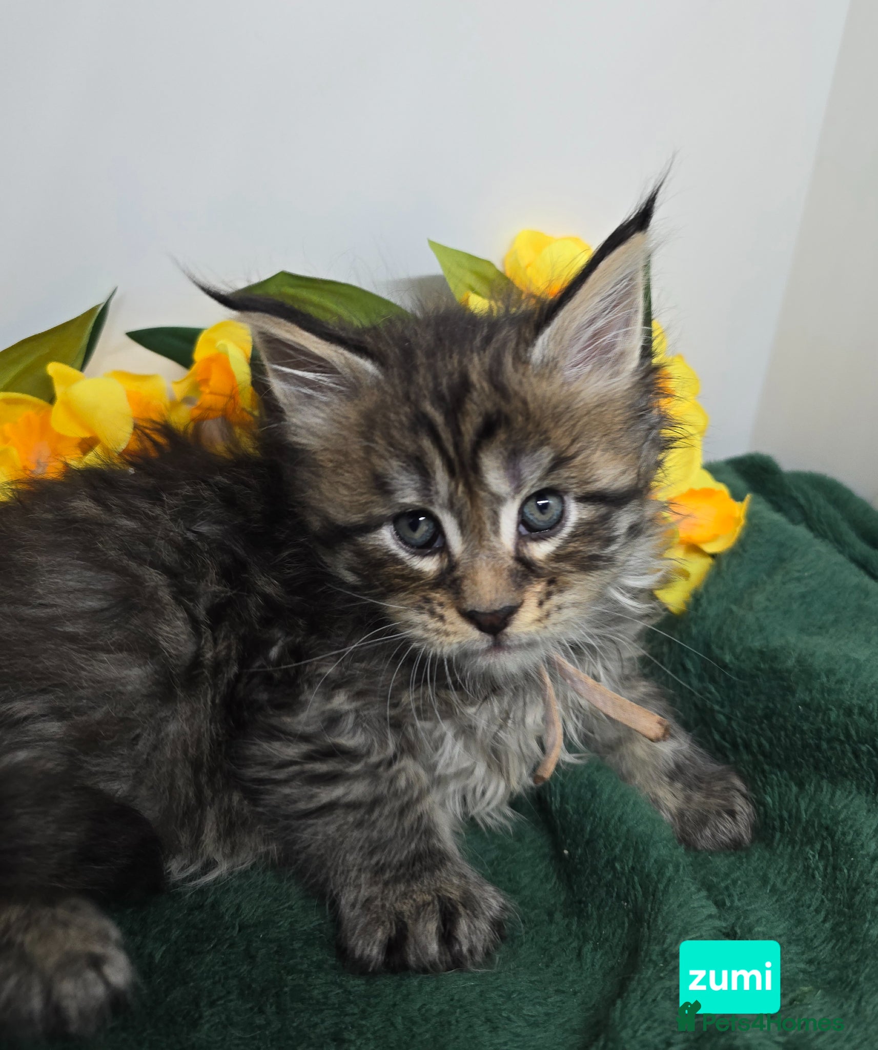 Maine Coon cats Stunning Silver & Black Tabby Maine Coon Kittens - Advert 1