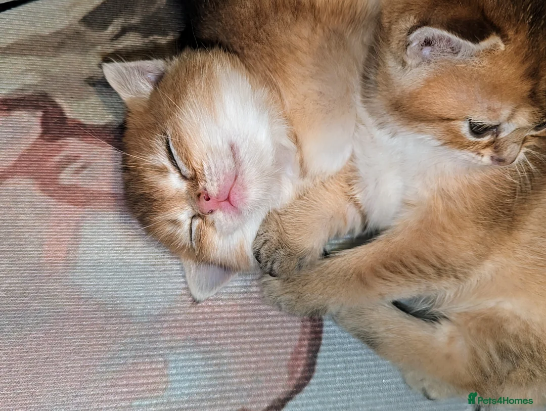 Scottish Fold cats for stud: Import pedigree for stud in Ивсхам - Advert 7