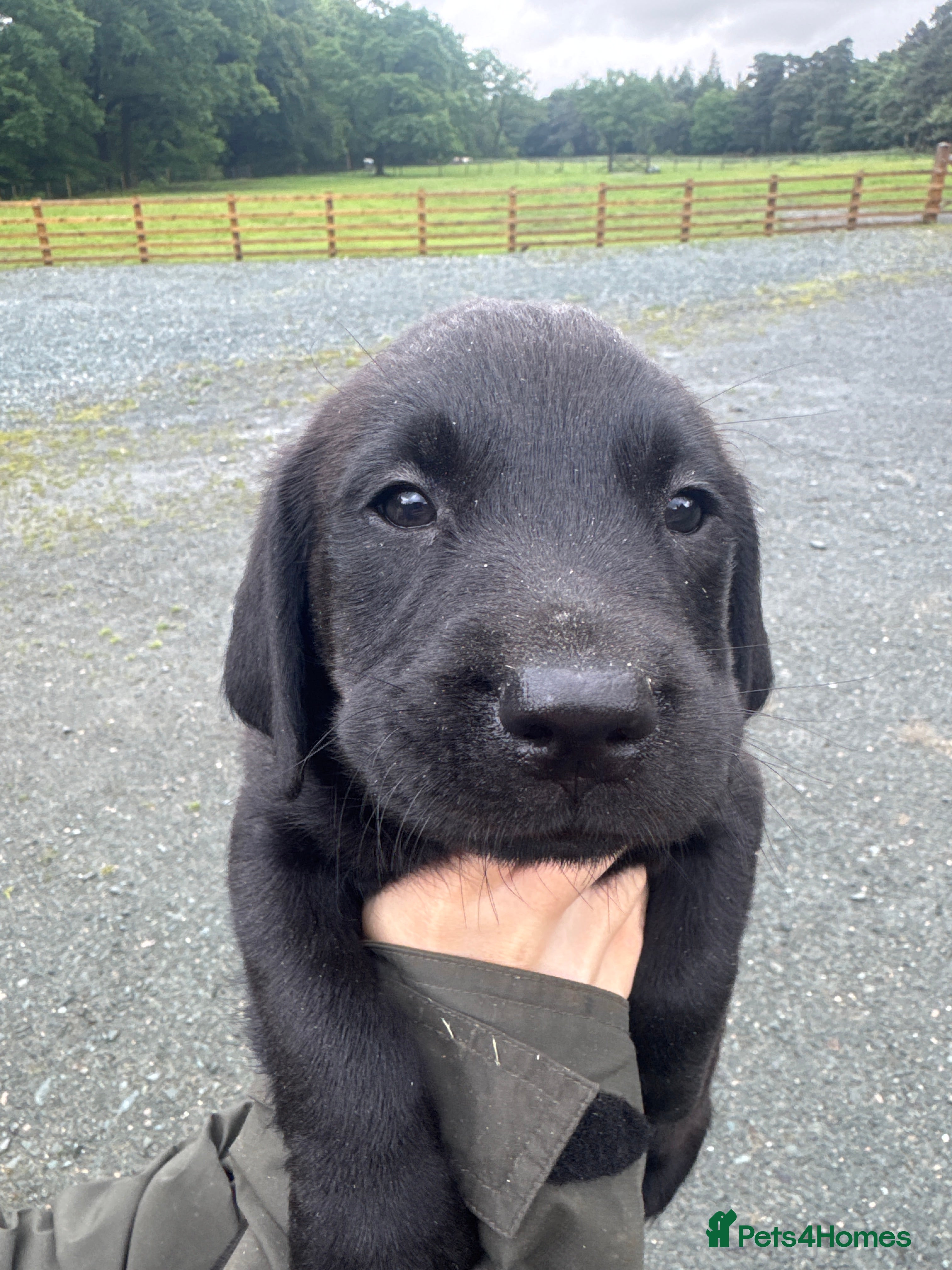 Labrador Retriever dogs for sale: Working KC reg Black Lab puppies FCTH pedigree  - Advert 1