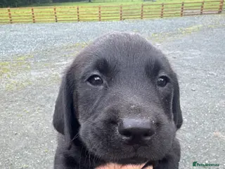 Labrador Retriever dogs Working KC reg Black Lab puppies FCTH pedigree - Advert 2