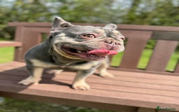 French Bulldog dogs for sale: Ruby-Roo - Image 3