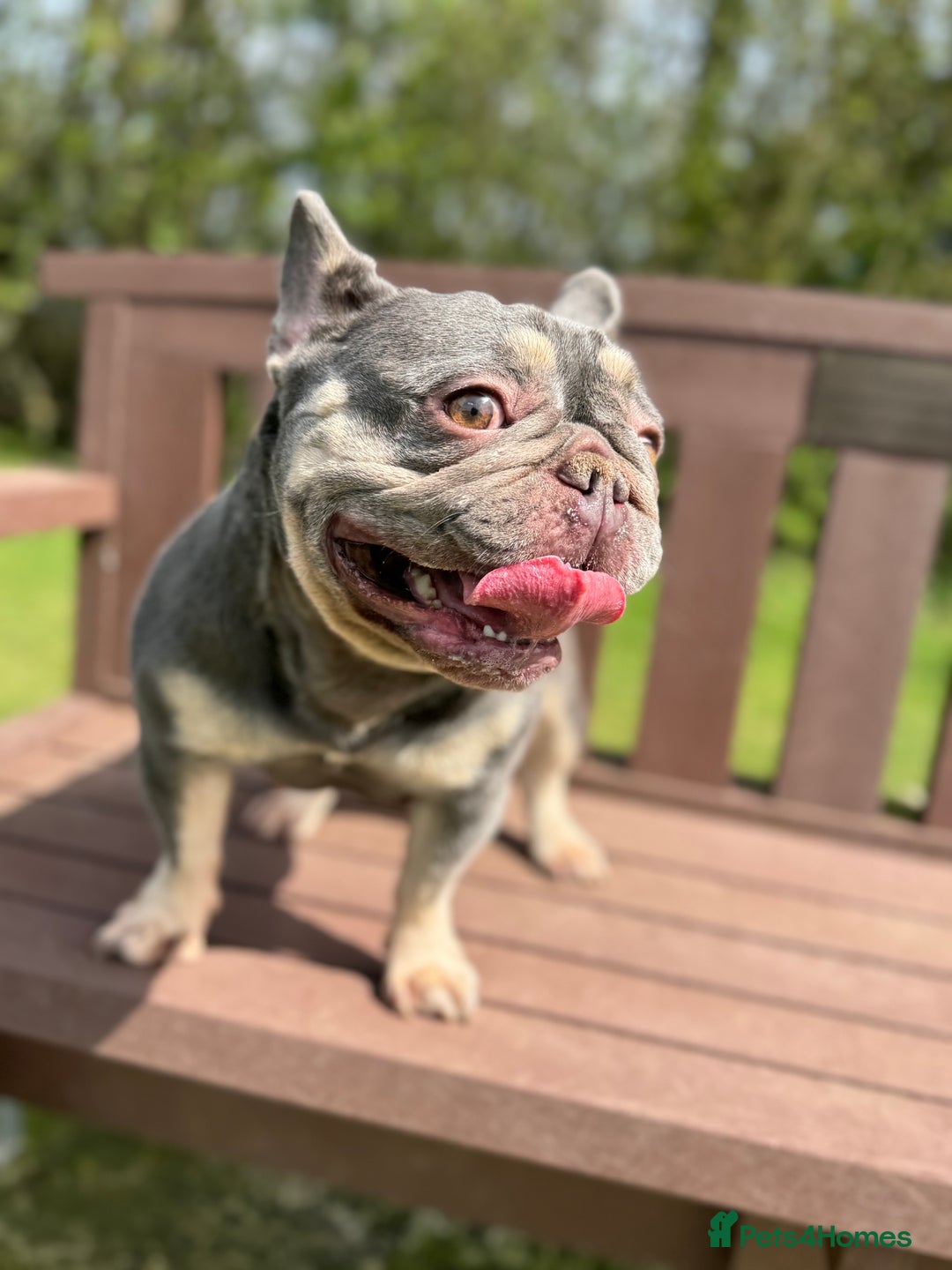 French Bulldog dogs for sale: Ruby-Roo - Image 3