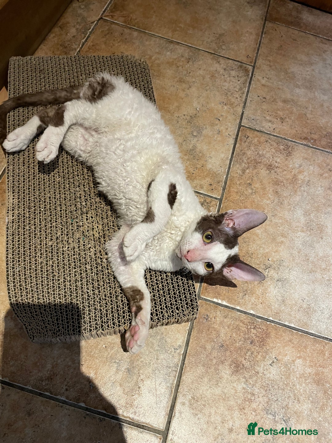 Cornish Rex cats for sale: ready now GCCF registered & PRA negative  - Advert 6