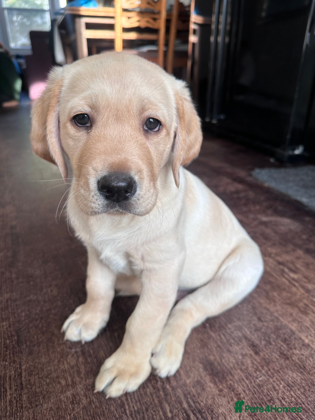 Labrador Retriever dogs for sale: Beautiful Labrador Puppies, Family Raised - Image 8