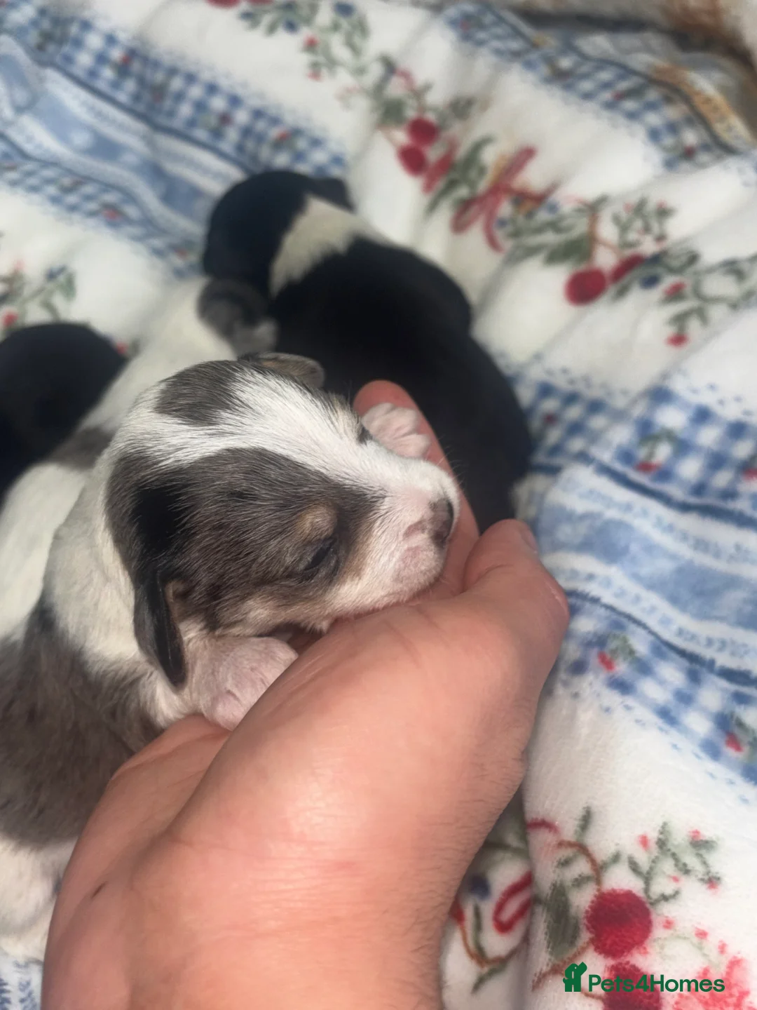 Mixed Breed dogs for sale: Terriers for new homes  - Advert 12