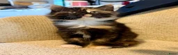 Mixed Breed cats for sale: Adorable fluffy tortoiseshell girl  - Advert 2