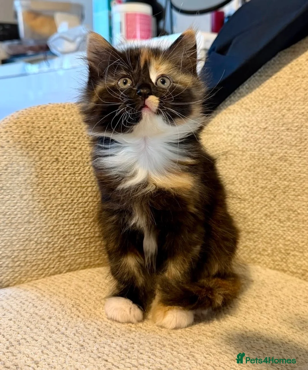 Mixed Breed cats for sale: Adorable fluffy tortoiseshell girl  - Advert 2