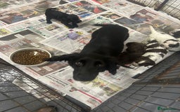 Cocker Spaniel dogs for sale: Beautiful KC Roan Working Type Cocker Puppies - Image 10