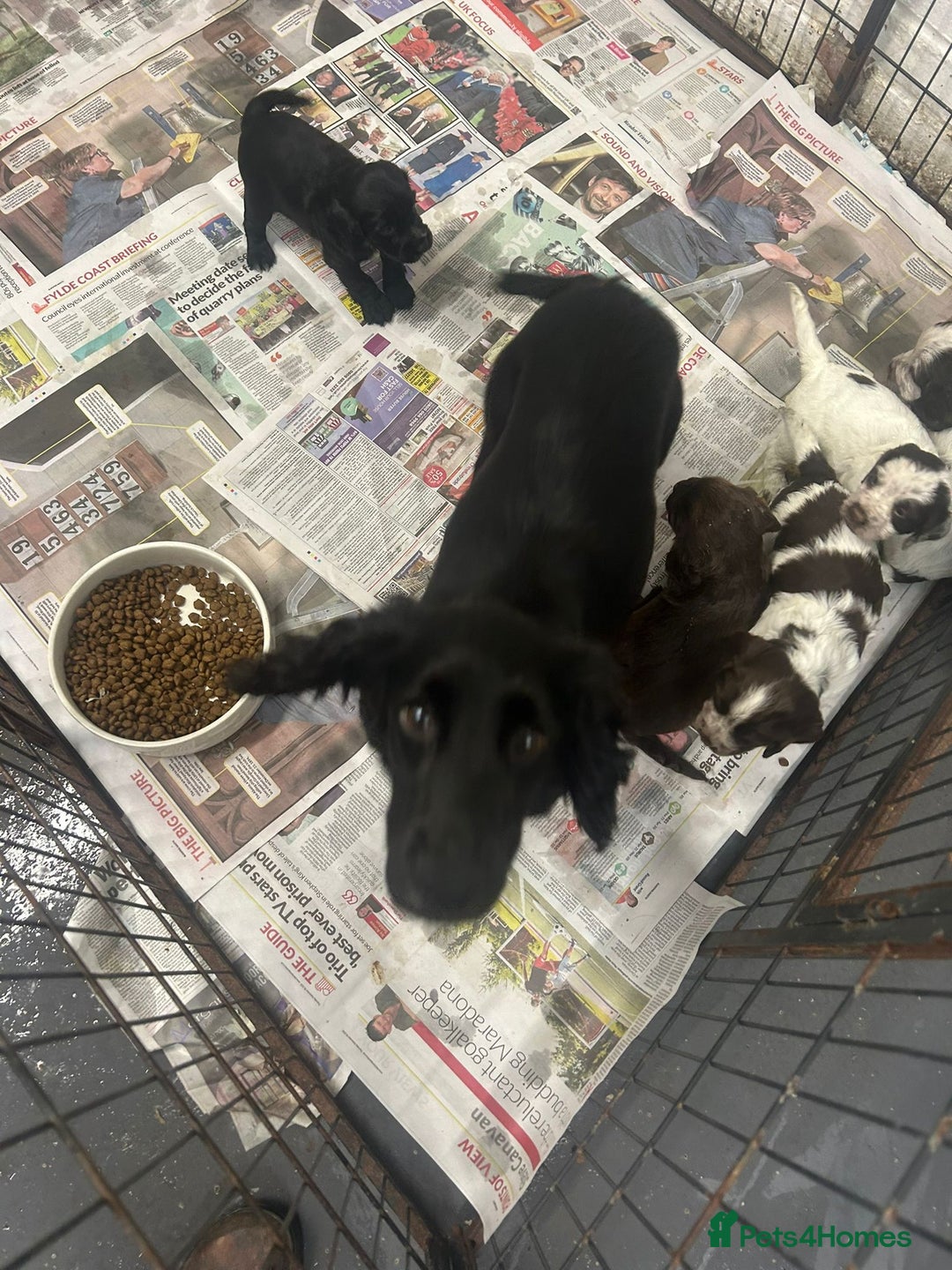 Cocker Spaniel dogs for sale: Beautiful KC Roan Working Type Cocker Puppies - Image 10