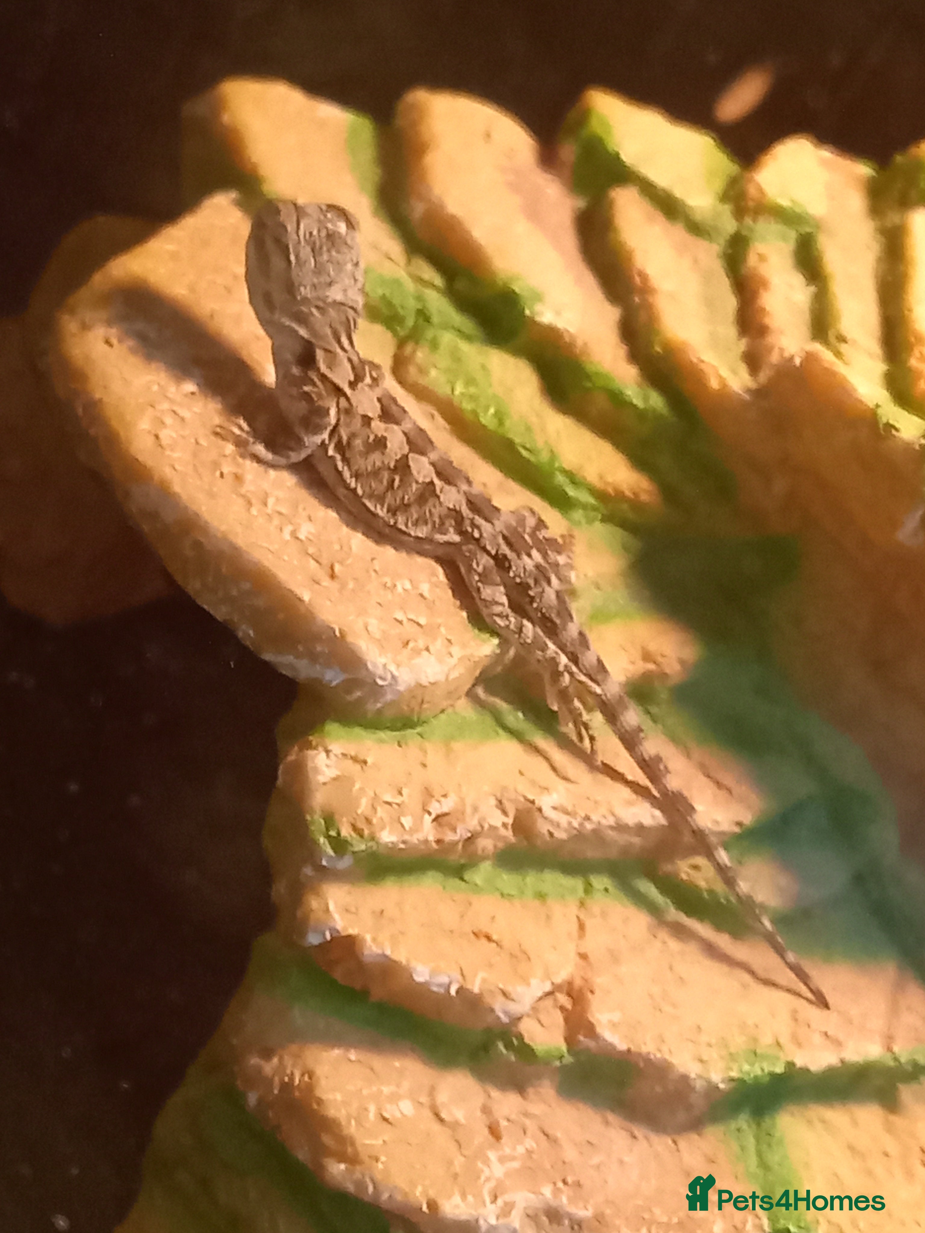 Bearded Dragon reptiles Beautiful babies for sale - Advert 1
