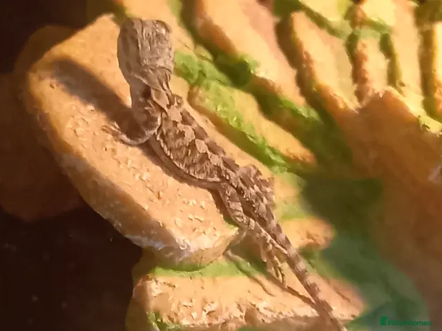 Bearded Dragon reptiles Beautiful babies for sale - Advert 1