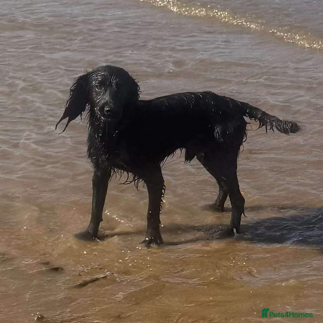 Cocker Spaniel dogs for sale: 🖤 Quality Black RKC Cockers 🖤 Ready Mid March 🖤 - Advert 3