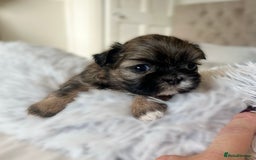 Shih Tzu dogs for sale: ✨✨Stunning Imperial puppies ✨✨ - Image 4