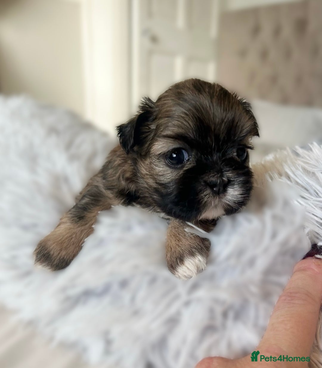 Shih Tzu dogs for sale: ✨✨Stunning Imperial puppies ✨✨ - Image 4