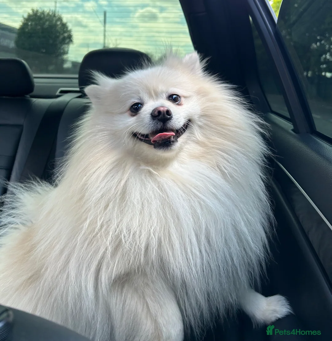 Pomeranian dogs for stud: Premium white Pomeranian stud - Advert 1