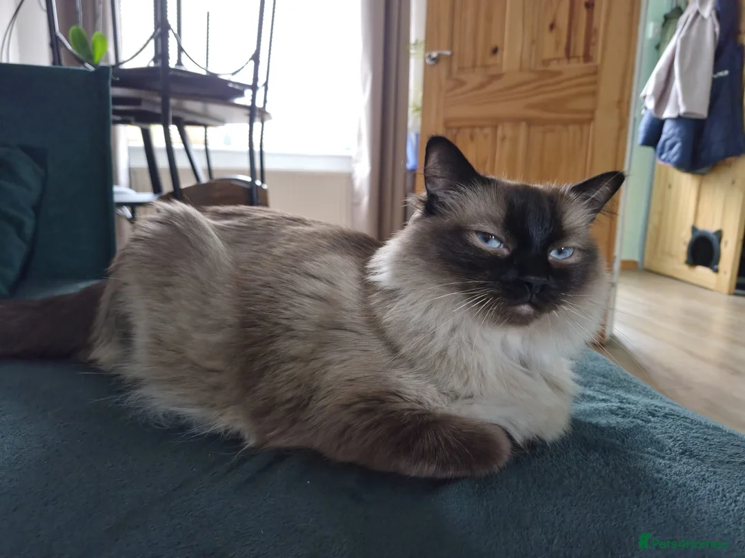 Ragdoll cats for sale: Beautiful Blue Point Ragdoll Kitten Ready Now - Advert 11