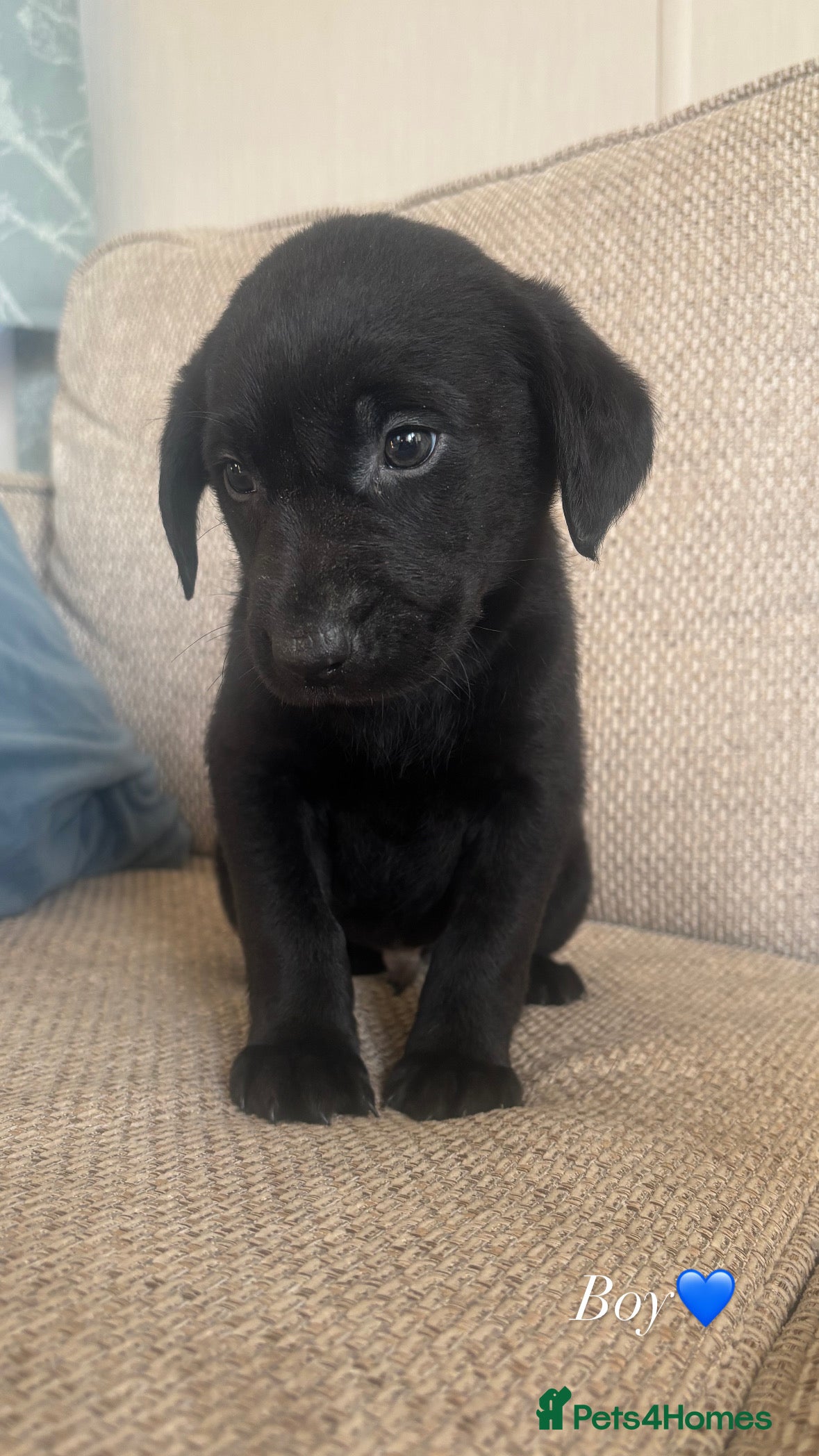 Labrador Retriever dogs LAST TWO beautiful Labrador puppies🤍 - Advert 7