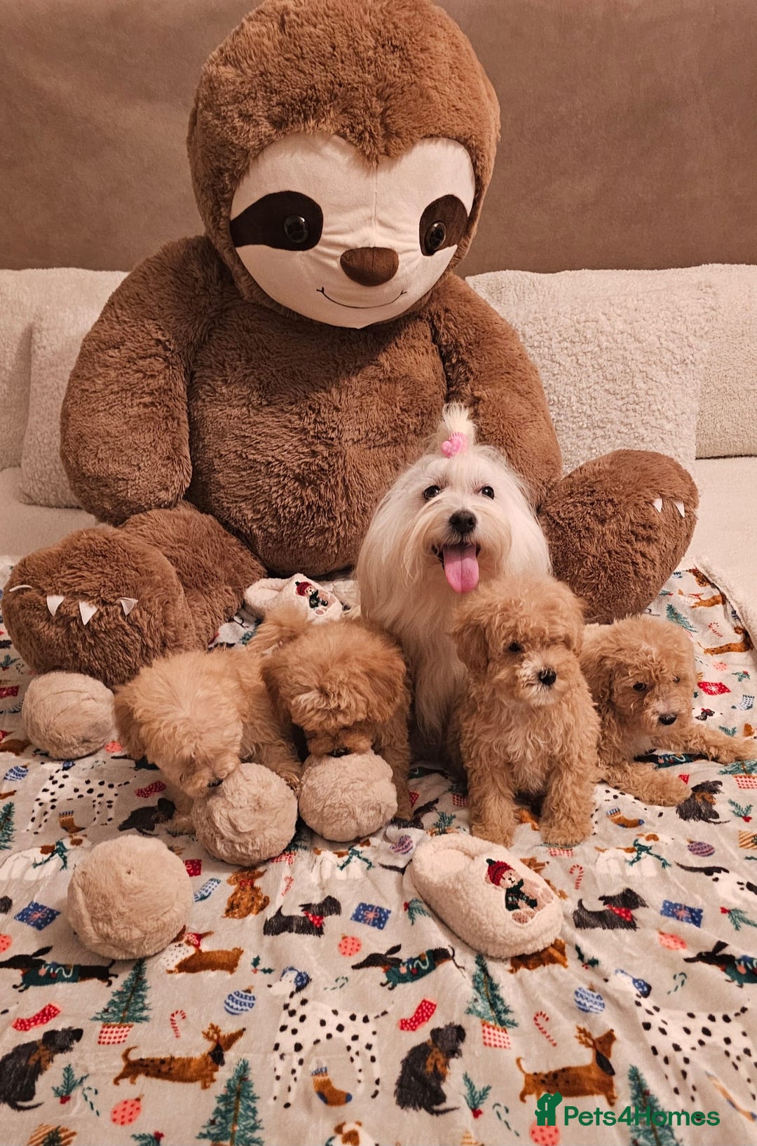 Maltipoo dogs for sale: Amazing apricot color Maltipoo puppies! - Advert 16