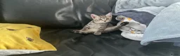 Mixed Breed cats for sale: STUNNING Tabby male and 2 x Black tabby girls.  - Advert 8
