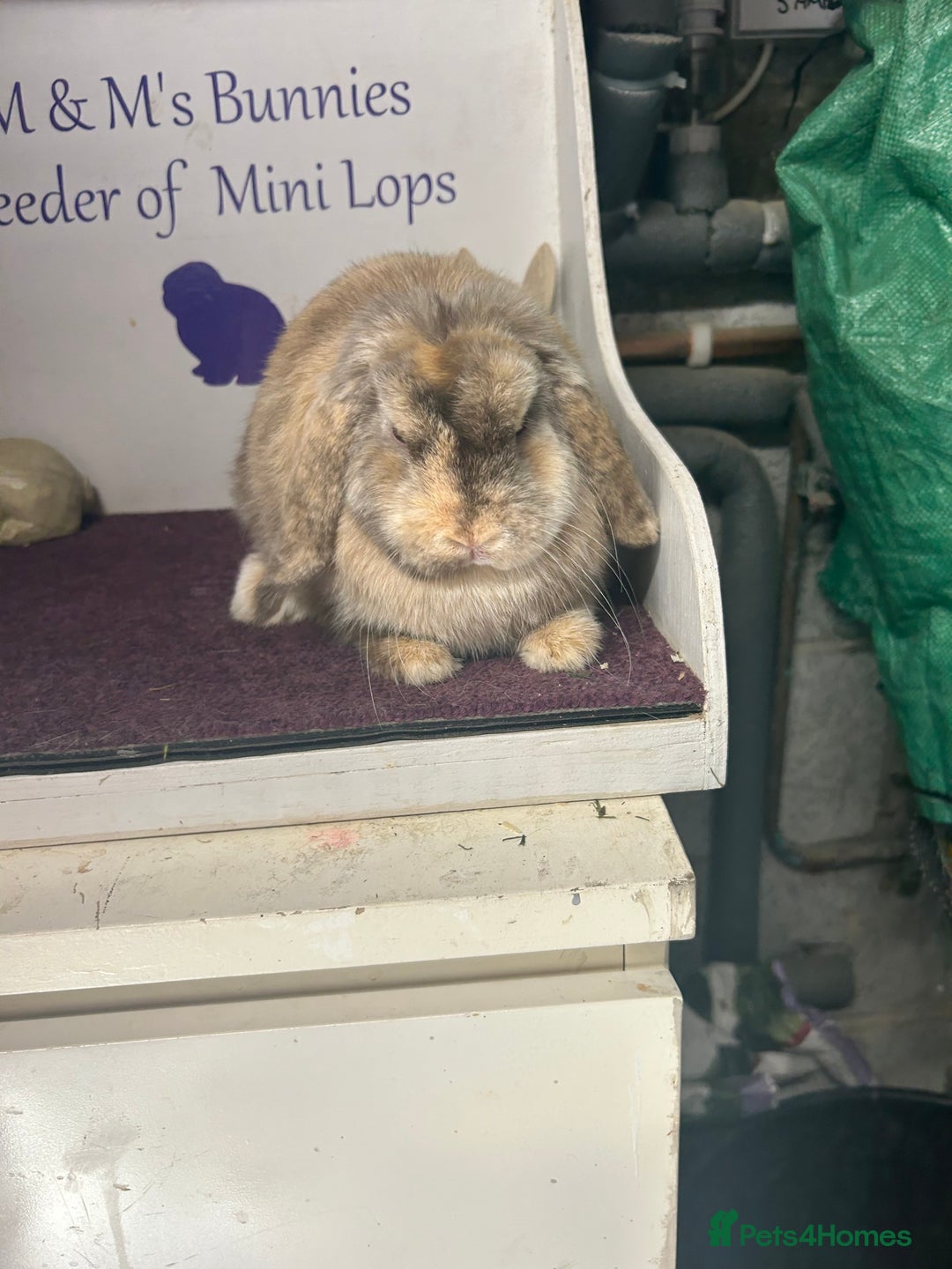 Mini Lop rabbits for sale: Lovely quality mini lop for she’s 5.5months  in Bristol - Image 2