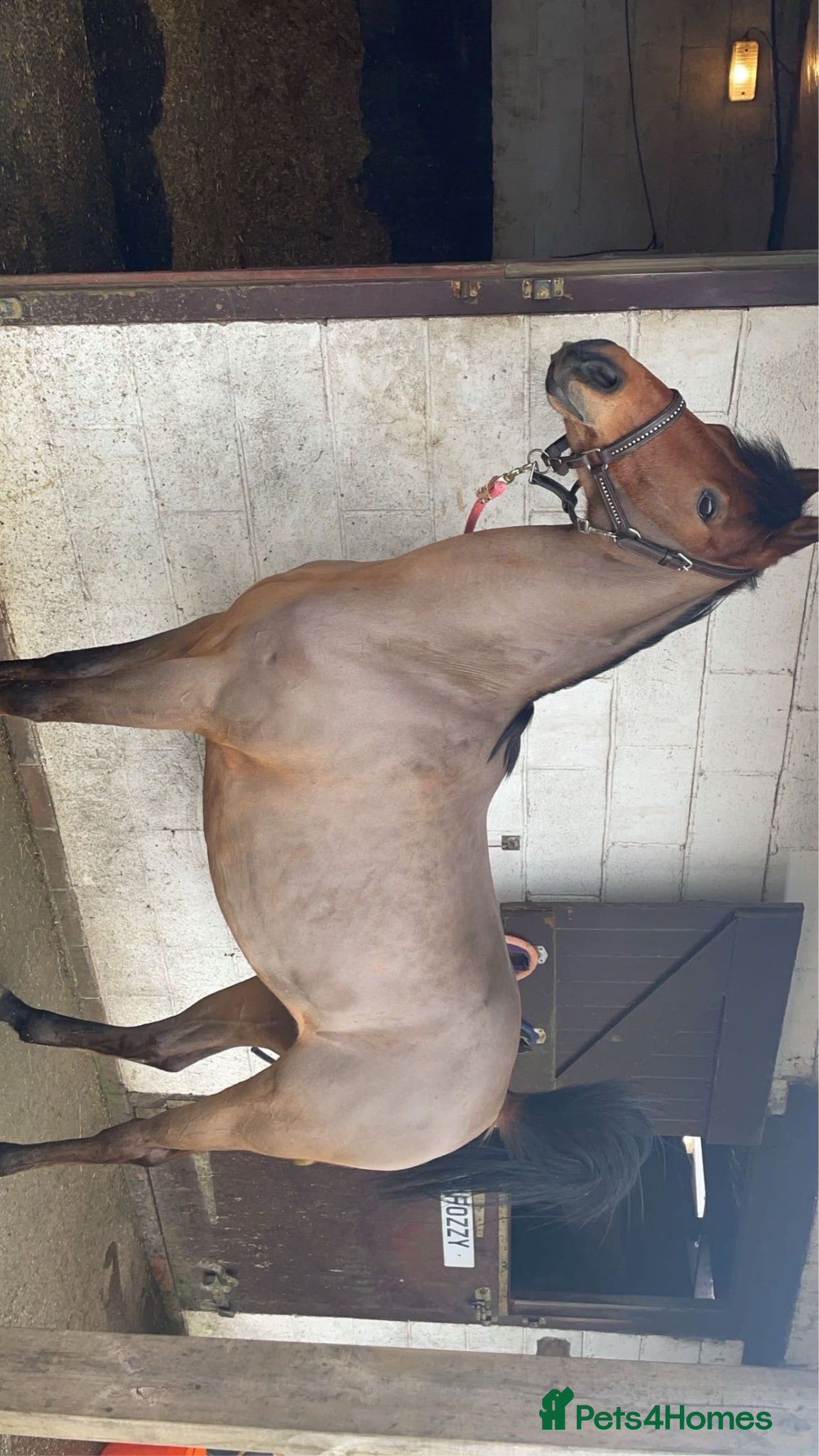 Other Breed horses Forsale - Advert 1