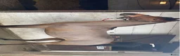 Other Breed horses for sale: Forsale in Stoke-on-Trent - Advert 1