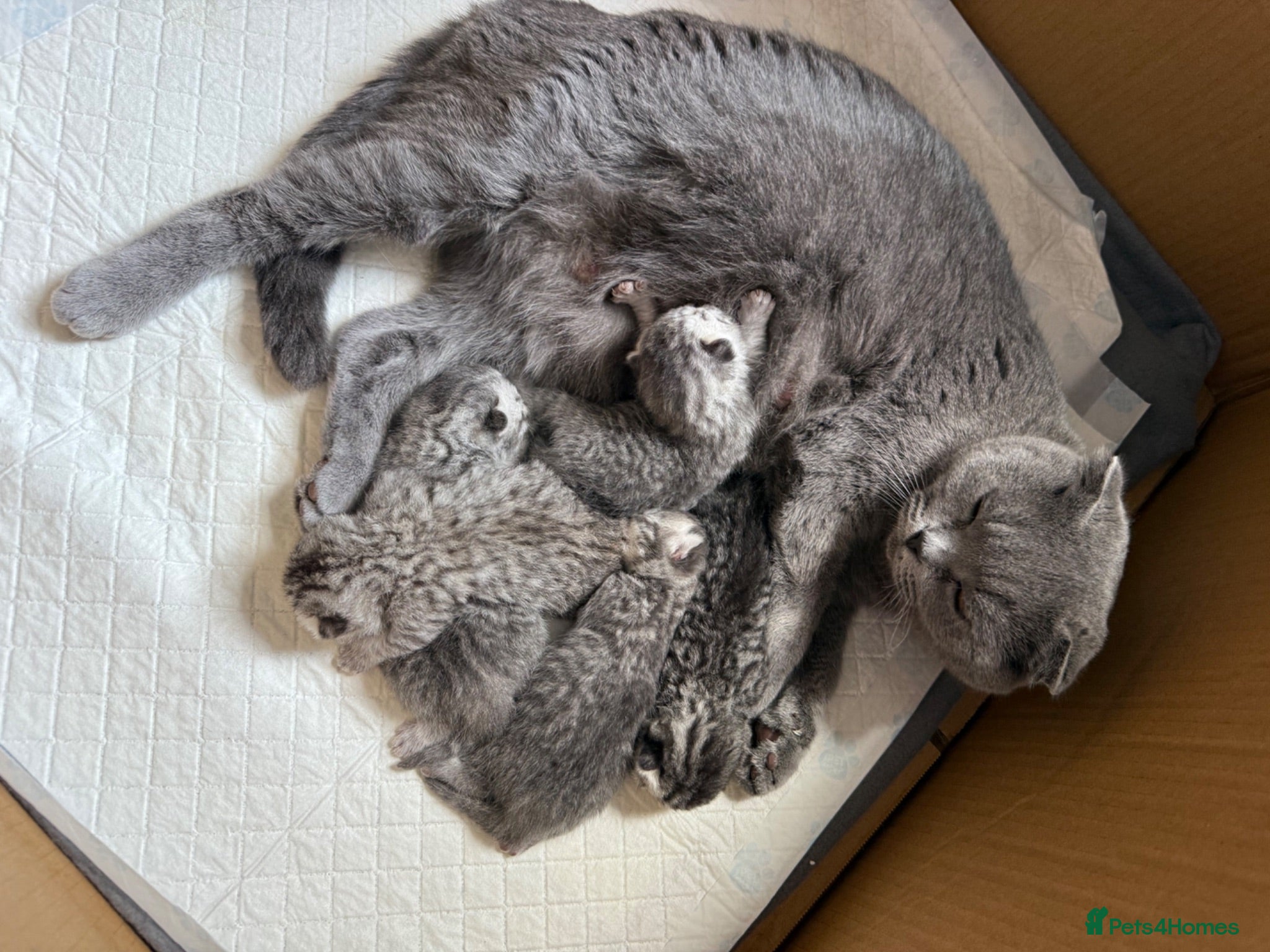British Shorthair cats British Shorthair Tabby - Advert 1