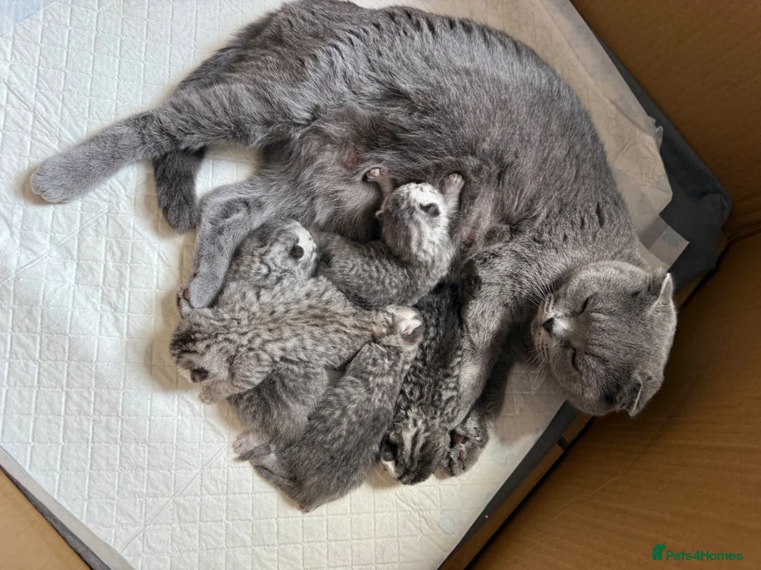 British Shorthair cats for sale: British Shorthair Tabby - Advert 1
