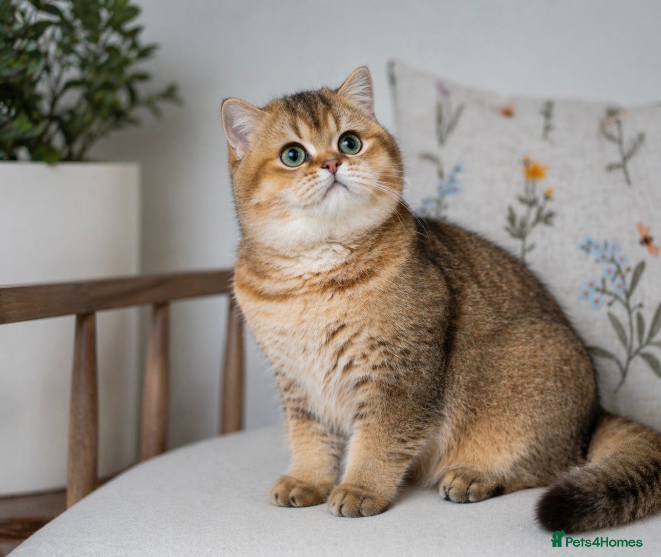 British Shorthair cats Unique  Golden kittens 🐾 - Advert 1