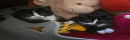 Mixed Breed cats for sale: 6 loving kittens looking for Forever homes  - Advert 6