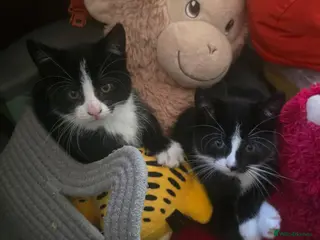 Mixed Breed cats *2 BOYS LEFT* Tuxedo's looking for homes 🏡 - Advert 1