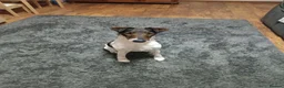 Fox Terrier dogs for adoption: LOVELY LOKI LOOKING FOR LOVE - Advert 5