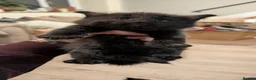 Mixed Breed cats for sale: 6 beautiful, playful, healthy long haired kittens  in Newport - Advert 7