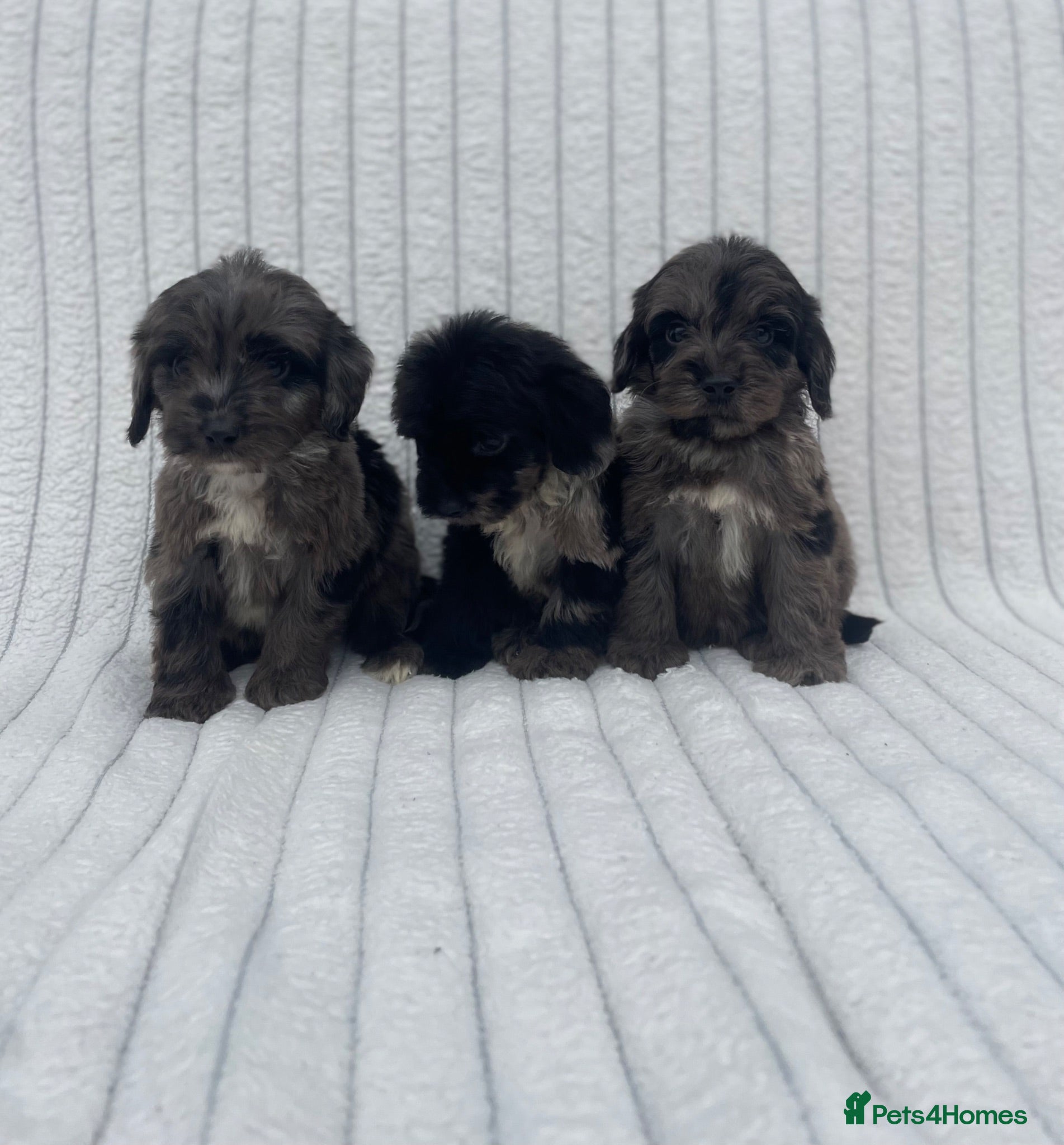 Cockapoo dogs Beautiful F1 cockapoos  - Advert 1