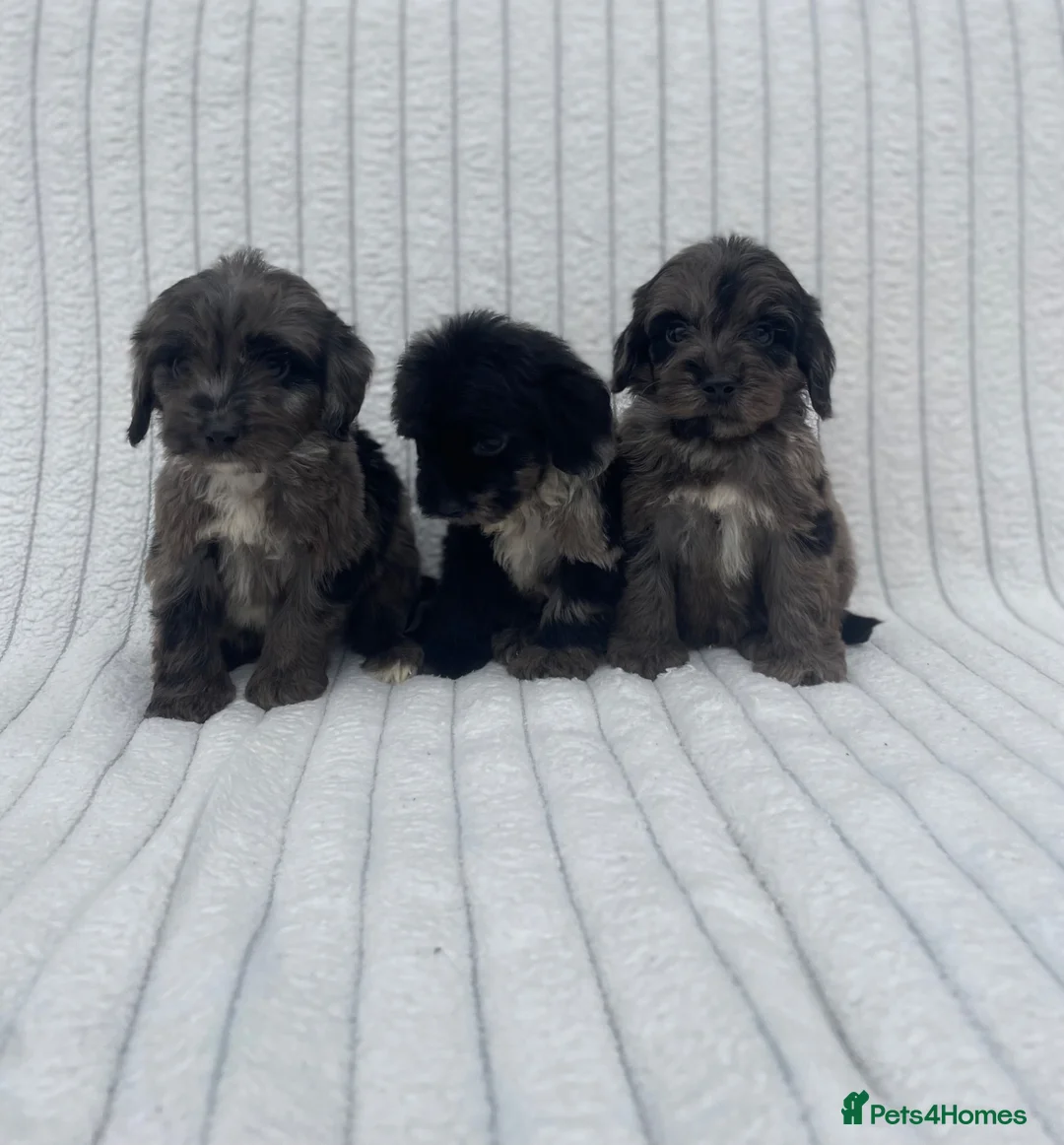 Cockapoo dogs for sale: Beautiful F1 cockapoos  - Advert 1