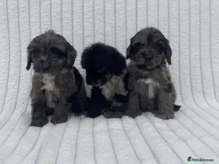 Cockapoo dogs Beautiful F1 cockapoos - Advert 11