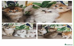 Scottish Fold cats for sale: Scottish Fold Kittens ( Delivery available) - Image 1