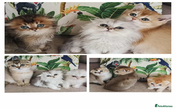 Scottish Fold cats - Advert 1
